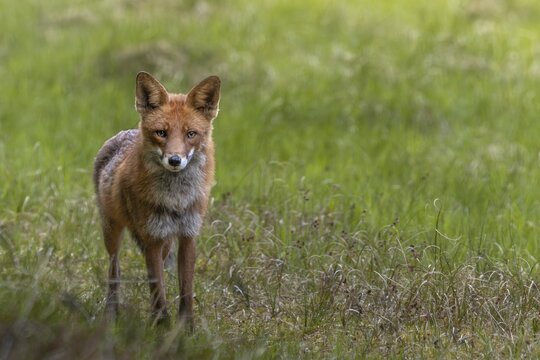 The red fox (Vulpes vulpes) is less than 10 metres away from me but does not spot me, an example of the importance of good camouflage, hunting, attracting, June, Denmark