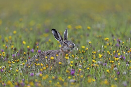 If the brown hare (Lepus europaeus) has the opportunity to choose between different plants in a meadow, it often begins to graze selectively and only eats them after it has sniffed them extensively, Germany