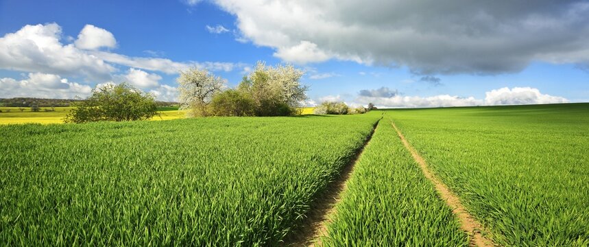 Cultural landscape in spring, green cornfield, lane leads into the picture, blossoming cherry trees and field shrubs, blue sky with cumulus clouds, near Freyburg, Burgenlandkreis, Germany ( Sachsen-Anhalt)