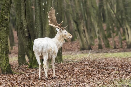 White Fallow Deer (Dama dama) in the forest, Vulkaneifel, Eifel, Rhineland-Palatinate, Germany