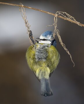 Blue tit (Cyanistes caeruleus) hangs on old fruiting stinging nettle (Urtica dioica), Lower Saxony, Germany