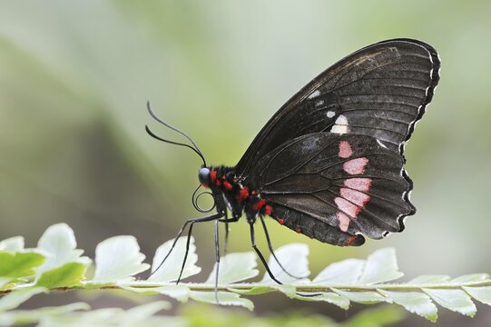 Parides butterfly or Parides butterfly (Parides iphidamas), captive, occurring in Central and South America
