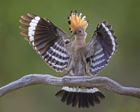 Hoopoe (Upupa epops) Bird of the Year 2022, male with food for his female, bridal gift, mating, courtship, foraging, erected canopy, sunrise, interaction, flying, begging for food, climate change, Middle Elbe Biosphere Reserve, Saxony-Anhalt, Germany