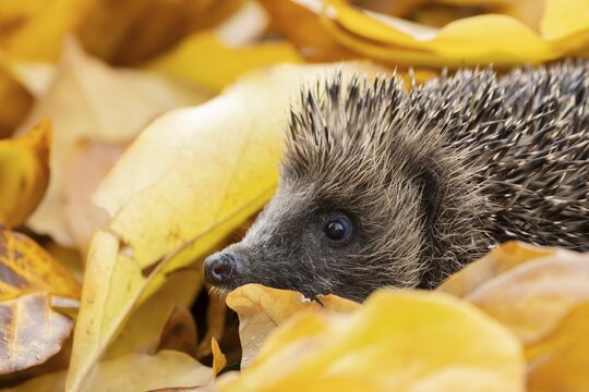 European hedgehog (Erinaceus europaeus) adult animal amongst fallen autumn leaves, England, United Kingdom