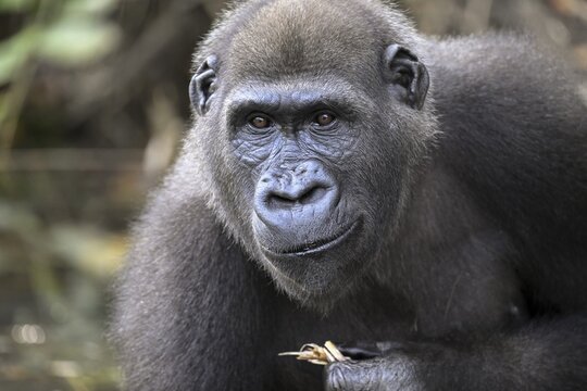 Western lowland gorilla (Gorilla gorilla gorilla), male animal, portrait, R&eacute;serve L&eacute;sio-Louna nature reserve, near Moembe, Plateau department, Republic of the Congo