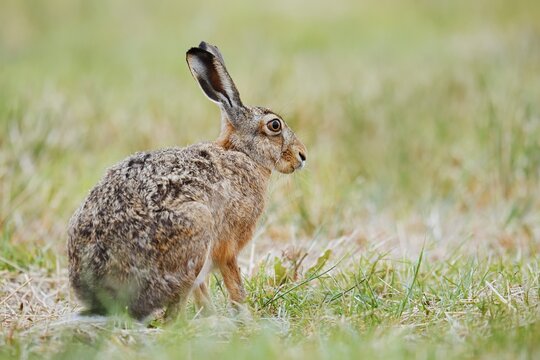 European hare (Lepus europaeus) sitting in a meadow, North Rhine-Westphalia, Germany