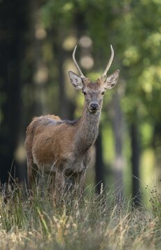 Red deer (Cervus elaphus), young stag, spit, looks attentive, captive, Germany