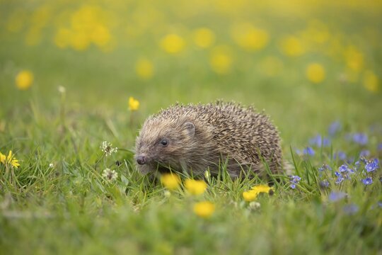 European hedgehog (Erinaceus europaeus) adult animal in a spring time meadow with flowering Buttercups and Speedwells, England, United Kingdom