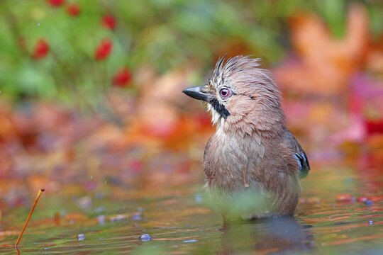 Eurasian jay (Garrulus glandarius) bathes in shallow water with autumn leaves, Solms, Hesse, Germany