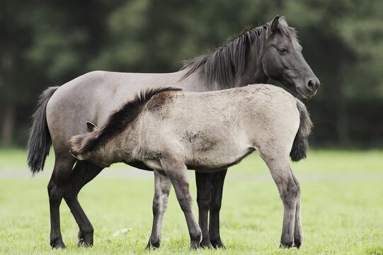 D&uuml;lmener Wildpferd, mare with foal, Merfelder Bruch, D&uuml;lmen, North Rhine-Westphalia, Germany