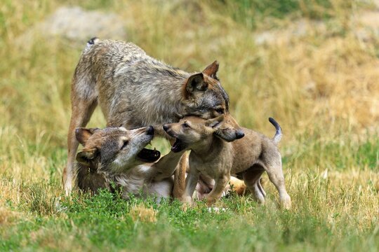 Pup and two adult wolves in playful interaction in a meadow, Timberwolf, wolf, American wolf, (Canis lupus lycaon), pup, Germany