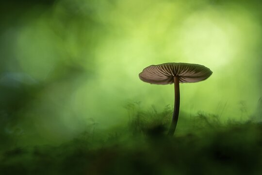 Mushroom in Urwald Baumweg, Ahlhorn, Lower Saxony, Germany