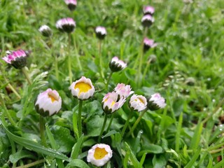 Common daisy blooming in a green grass field on a sunny day. Bellis perennis grass plant flowers. English daisy uncultivated grass flower plantin nature.   © Photoay