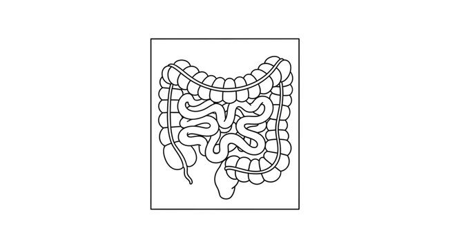 Human Intestine Anatomy Illustration - Digestive System Outline
