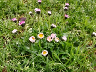 Common daisy blooming in a green grass field on a sunny day. Bellis perennis grass plant flowers. English daisy uncultivated grass flower plantin nature.   © Photoay