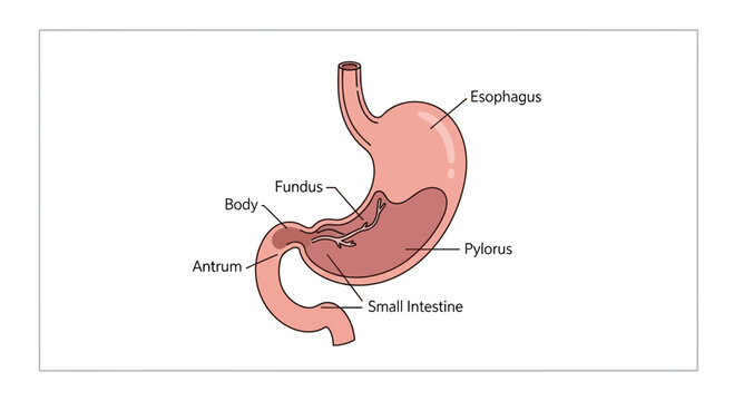 Human Stomach Anatomy Diagram: Esophagus, Fundus, Body, Pylorus, Antrum, Small Intestine