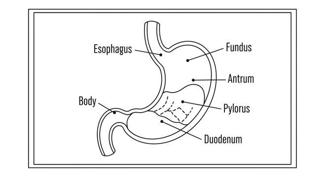 Human Stomach Anatomy Diagram: Esophagus, Fundus, Antrum, Pylorus, Duodenum
