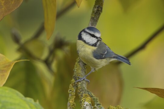 Blue tit (Cyanistes caeruleus) adult garden bird in a Magnolia tree with autumn colour leaves, England, United Kingdom