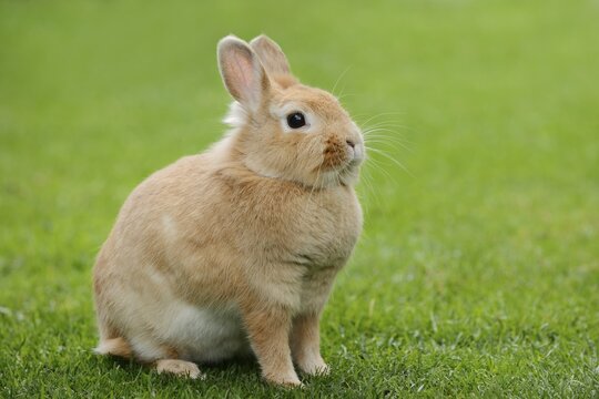 Dwarf rabbit (Oryctolagus cuniculus forma domestica) in a meadow, North Rhine-Westphalia, Germany