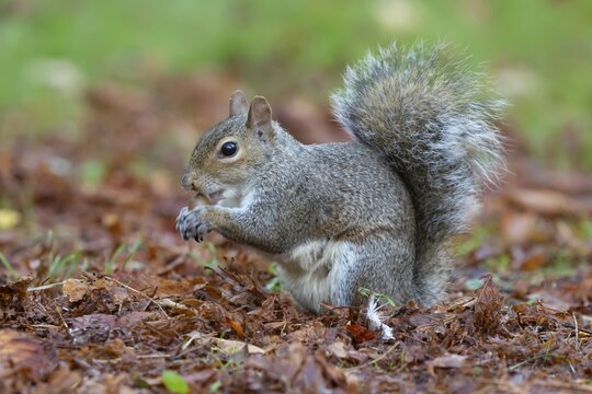 Grey squirrel (Sciurus carolinensis) adult animal eating an acorn in autumn, England, United Kingdom
