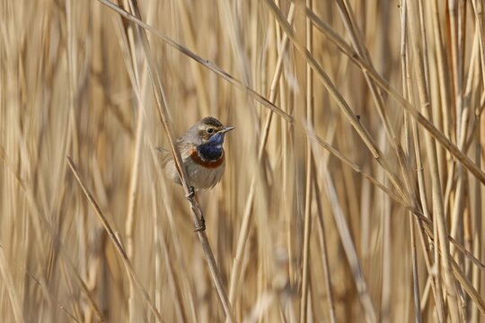 Bluethroat (Luscinia svecica) in the reeds, Germany