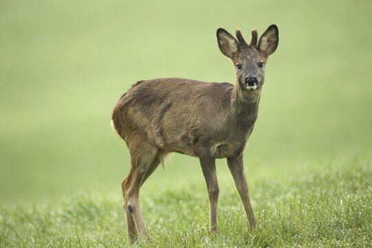 European roe deer (Capreolus capreolus) fawn in winter coat and short bast horns with eye injury on the meadow, right eye cloudy, Allg&auml;u, Bavaria, Germany