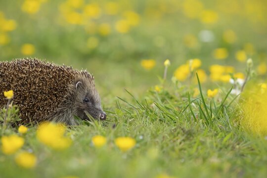 European hedgehog (Erinaceus europaeus) adult animal in a spring time meadow with flowering Buttercups, Suffolk, England, United Kingdom