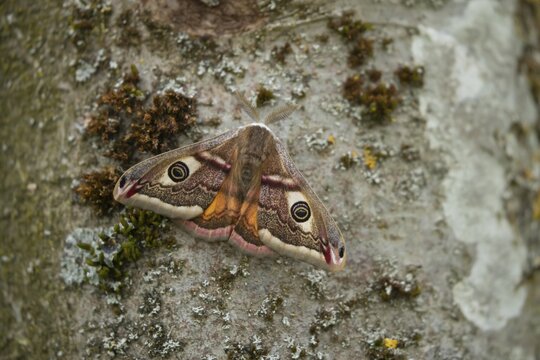 Emperor (Saturnia pavonia) moth resting on a tree trunk, Suffolk, England, United Kingdom
