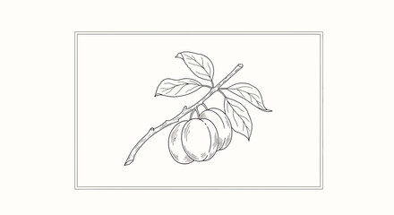 Fototapeta premium Hand-drawn illustration of a plum branch with three ripe fruits and green leaves