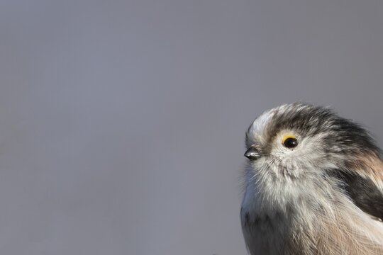 Long tailed tit (Aegithalos caudatus) adult bird head portrait, Suffolk, England, United Kingdom