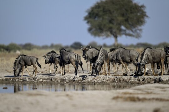 Blue wildebeest (Connochaetes taurinus) at the Nxai Pan waterhole, Nxai Pan National Park, near Gweta, Central District, Botswana