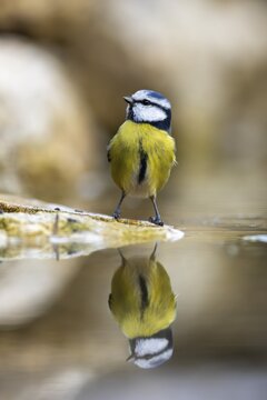 Blue tit (Cyanistes caeruleus), wildlife, bathing in a watering trough, Germany