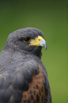 Harris's hawk (Parabuteo unicinctus), portrait, captive, occurring in North America and Central America