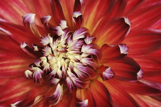 Dahlia 'Akita' (Dahlia Hybride), detail of flower, ornamental plant, North Rhine-Westphalia, Germany