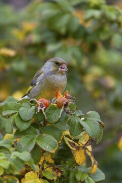 A male greenfinch (Chloris chloris) eating the seeds of the potato rose (Rosa rugosa), Helgoland, Germany