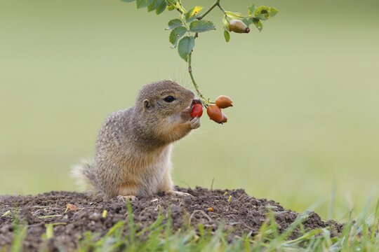 European ground squirrel (Spermophilus citellus) holds on to a rose hip while feeding, Austria