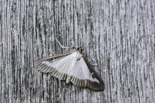 Box tree moth (Cydalima perspectalis) on weathered wood, North Rhine-Westphalia, Germany