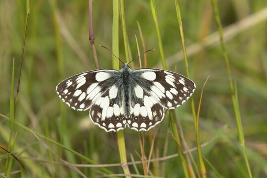Marbled white butterfly (Melanargia galathea) adult insect resting in grassland in summer, Suffolk, England, United Kingdom