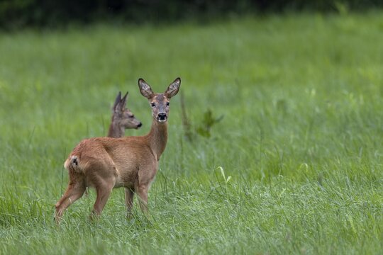 After the previous behaviour, the doe (Capreolus capreolus) runs to the fawn and looks at the photographer again, then both animals flee, baby animals, cute, August, Germany
