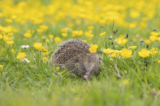 European hedgehog (Erinaceus europaeus) adult animal in a spring time meadow with flowering Buttercups, England, United Kingdom