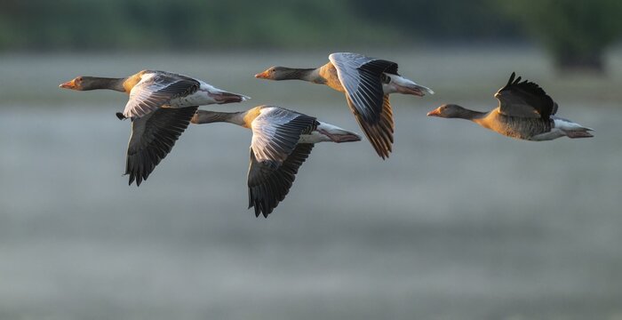 Grey goose (Anser anser), gray geese flying over a body of water in early warm morning light, Lower Saxony, Germany