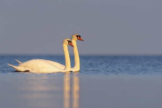 Mute swan (Cygnus olor), R&uuml;gen, Glowitz, Mecklenburg-Western Pomerania, Germany