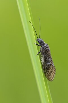 Common water lacewing (Sialis cf. lutaria) on a reed stalk, Ahlhorn, Lower Saxony, Germany