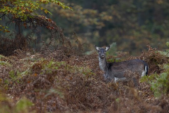 It is the end of October and the fallow deer rut is drawing to a close, the bracken is brown and the fallow deer (Dama dama) are already wearing their winter coats, autumn, rut, fallow deer rut, October, Germany