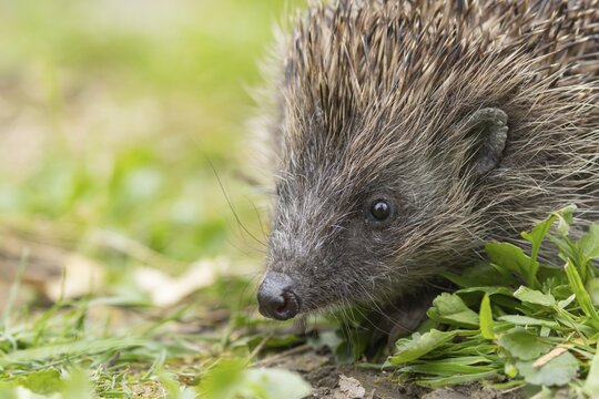 European hedgehog (Erinaceus europaeus) adult animal head portrait, England, United Kingdom