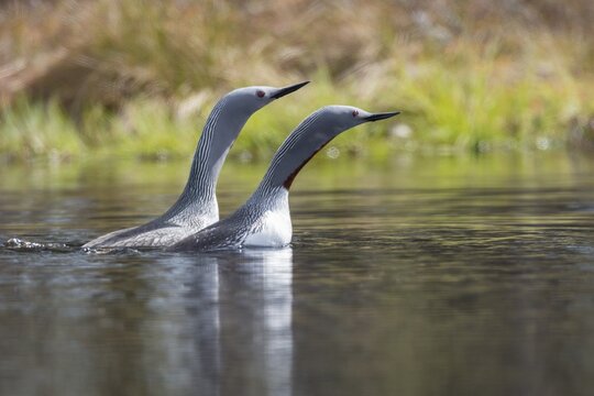 Red-throated diver (Gavia stellata) in breeding plumage on a lake in Sweden, Knuth&ouml;jdsmossen, H&auml;llefors, &Ouml;rebro l&auml;n, Sweden