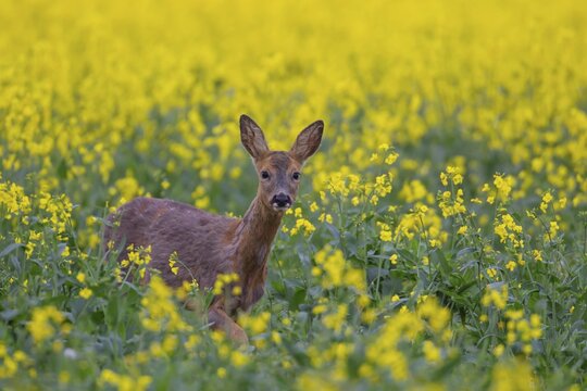 Roe deer (Capreolus capreolus) adult female doe in a farmland field with yellow flowers of an oilseed rape crop in the summer, England, United Kingdom