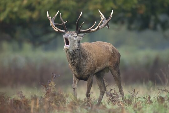 Red deer (Cervus elaphus) adult male stag roaring during the rutting season in autumn, England, United Kingdom