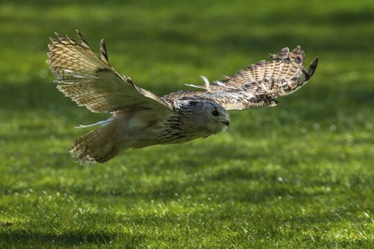 A bird of prey flies with outstretched wings just above a green meadow, Siberian Eagle Owl (Bubo bubosibiricus), Germany