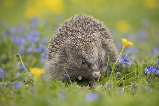 European hedgehog (Erinaceus europaeus) adult animal in a countryside meadow with Meadow buttercup (Ranunculus acris) and Speedwell (Veronica spp) flowers in the spring, England, United Kingdom